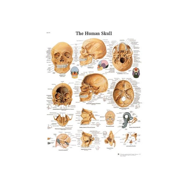 3B Anatomical Chart - Skull, Sticky Back